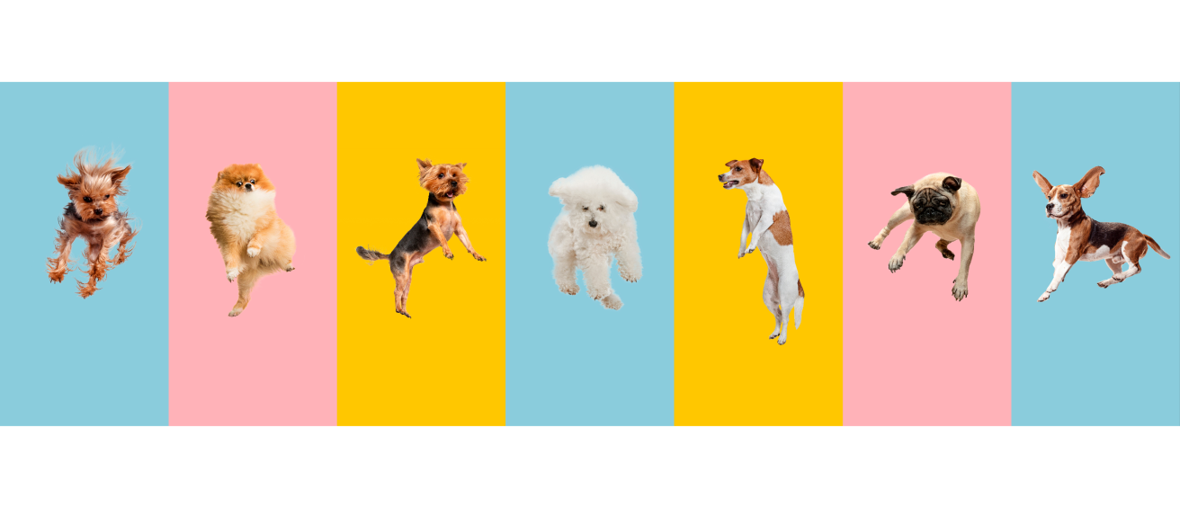 Playful cats and dogs jumping together